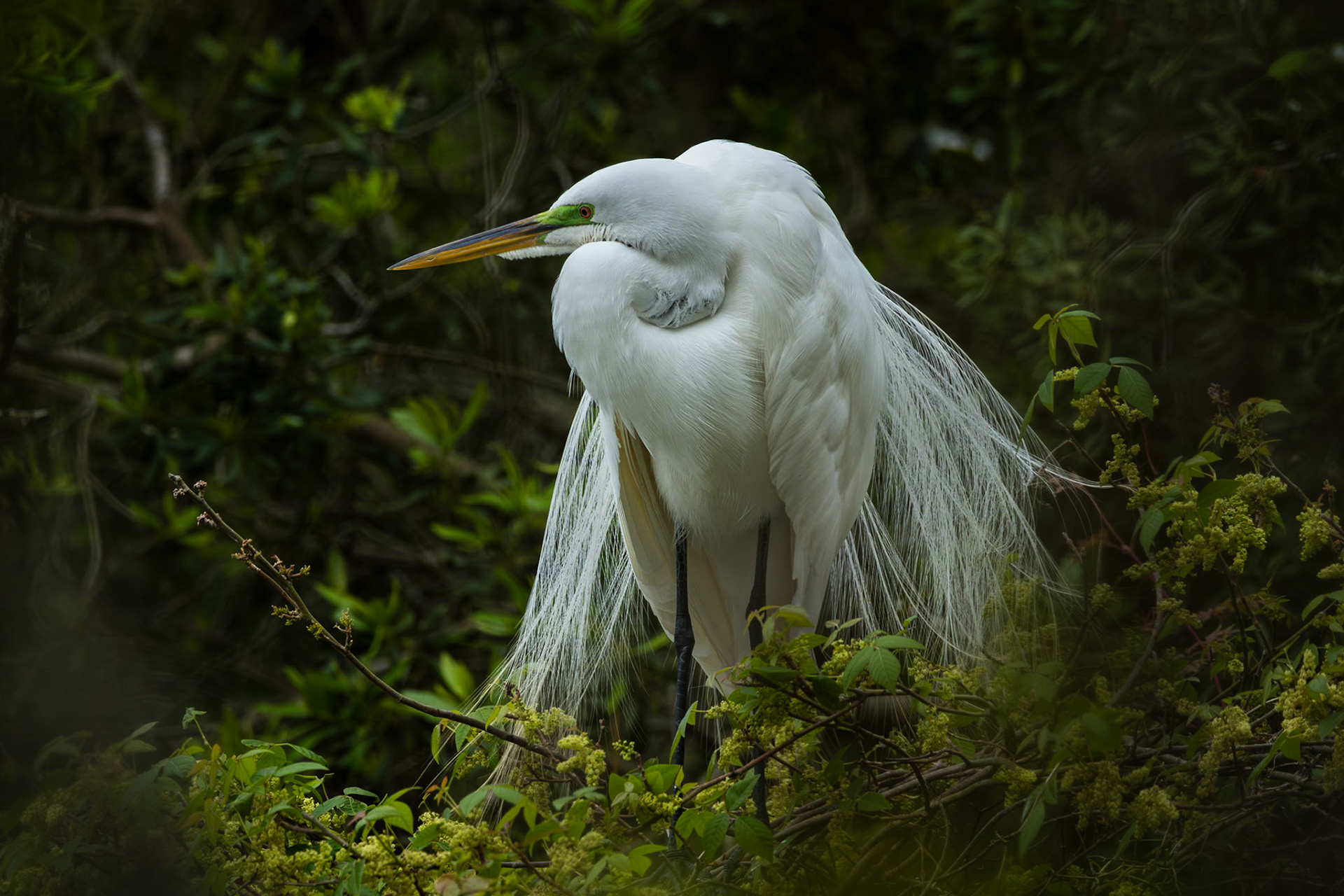 Great egret 75, Huntington Beach State Park