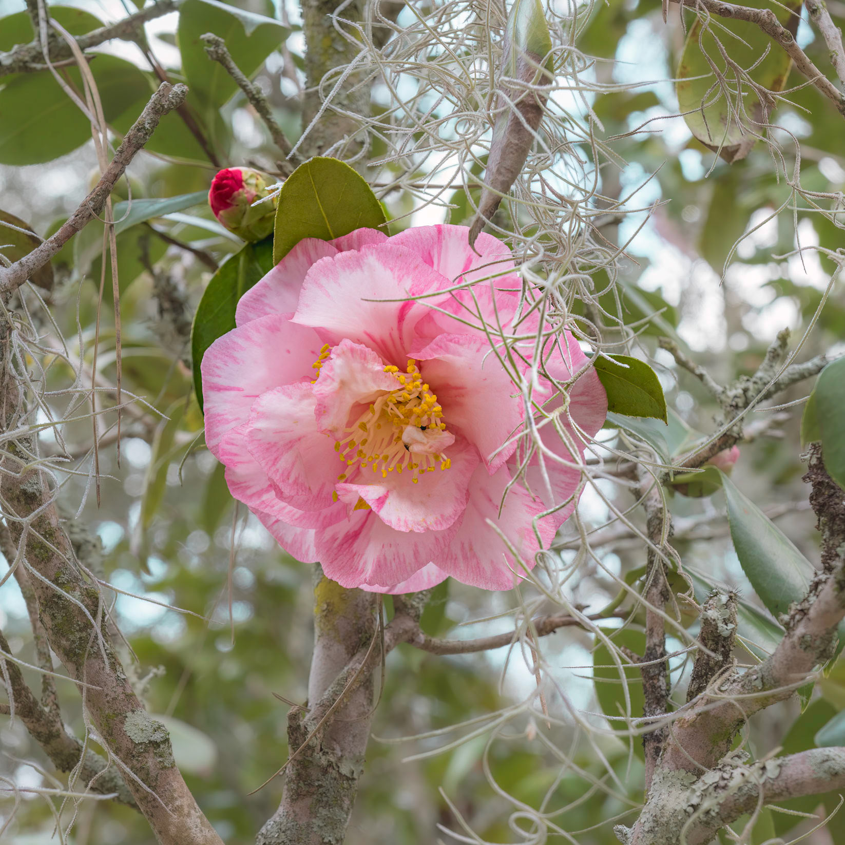 Camellia 4, Airlie Gardens