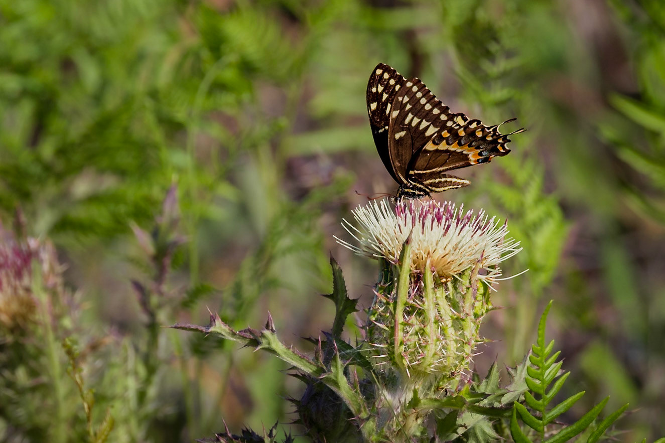 Yellow thistle with palamedes swallowtail 8, Greater Green Swamp Area