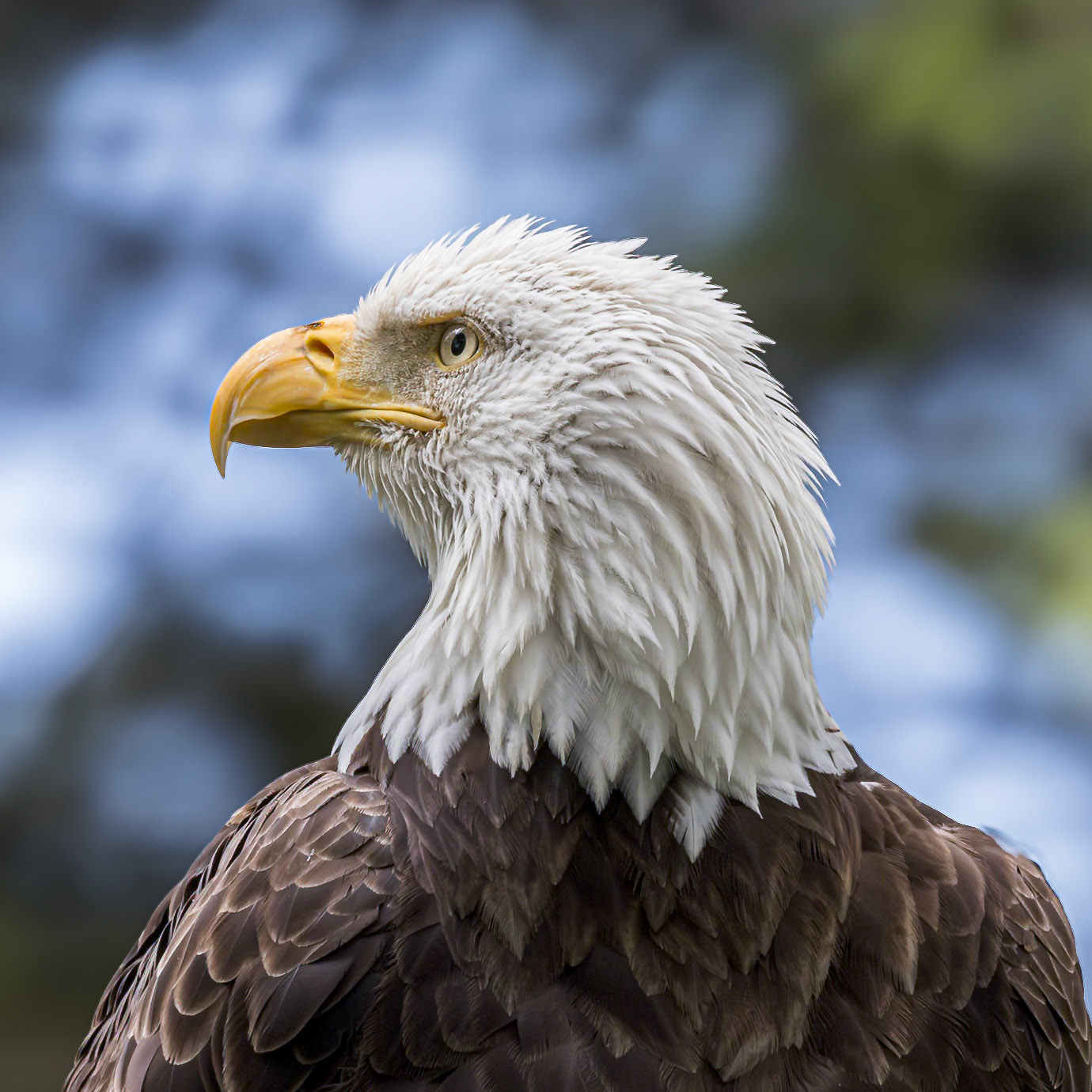 Bald eagle 57, Grandfather Mountain, NC