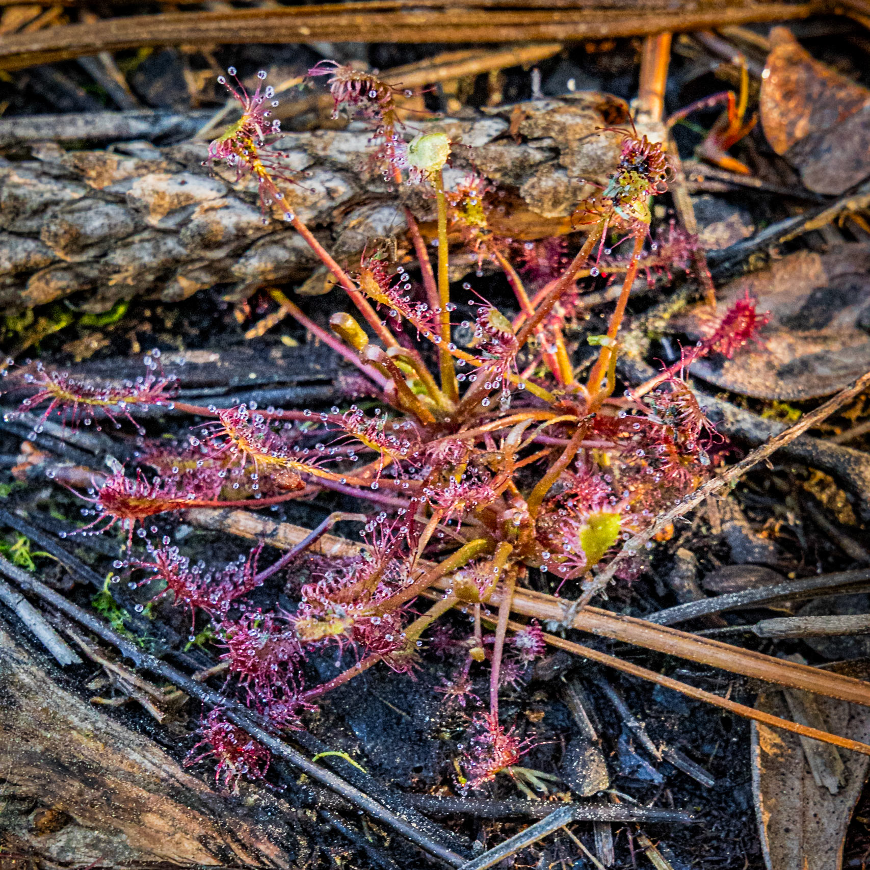 Oblong leaf sundew 1, Green Swamp Preserve
