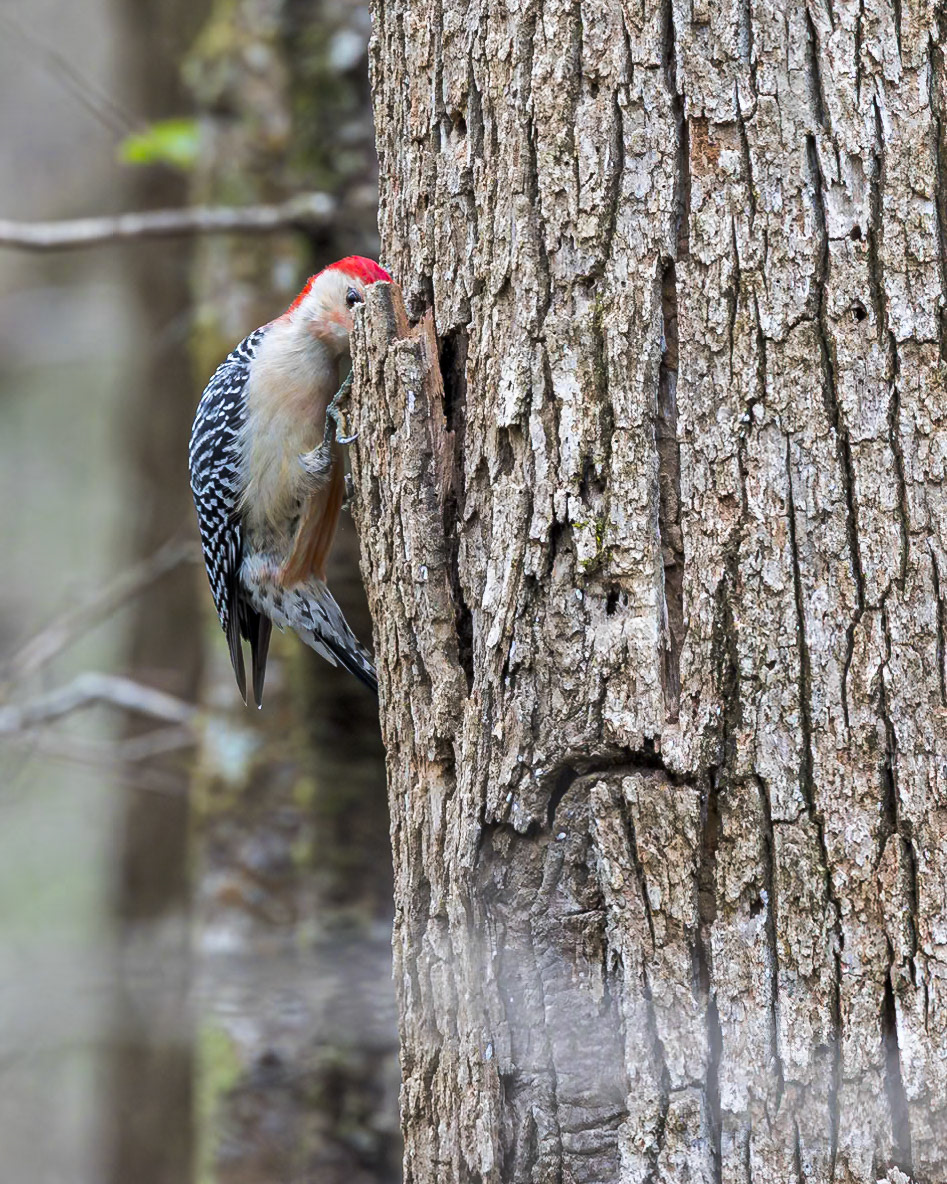 Red-bellied woodpecker 13, Beidler Audubon Forest, SC