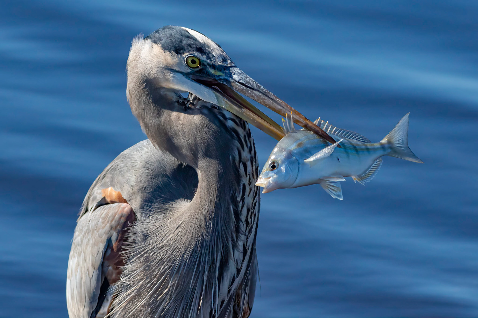 Great Blue Heron 21, Huntington Beach SC