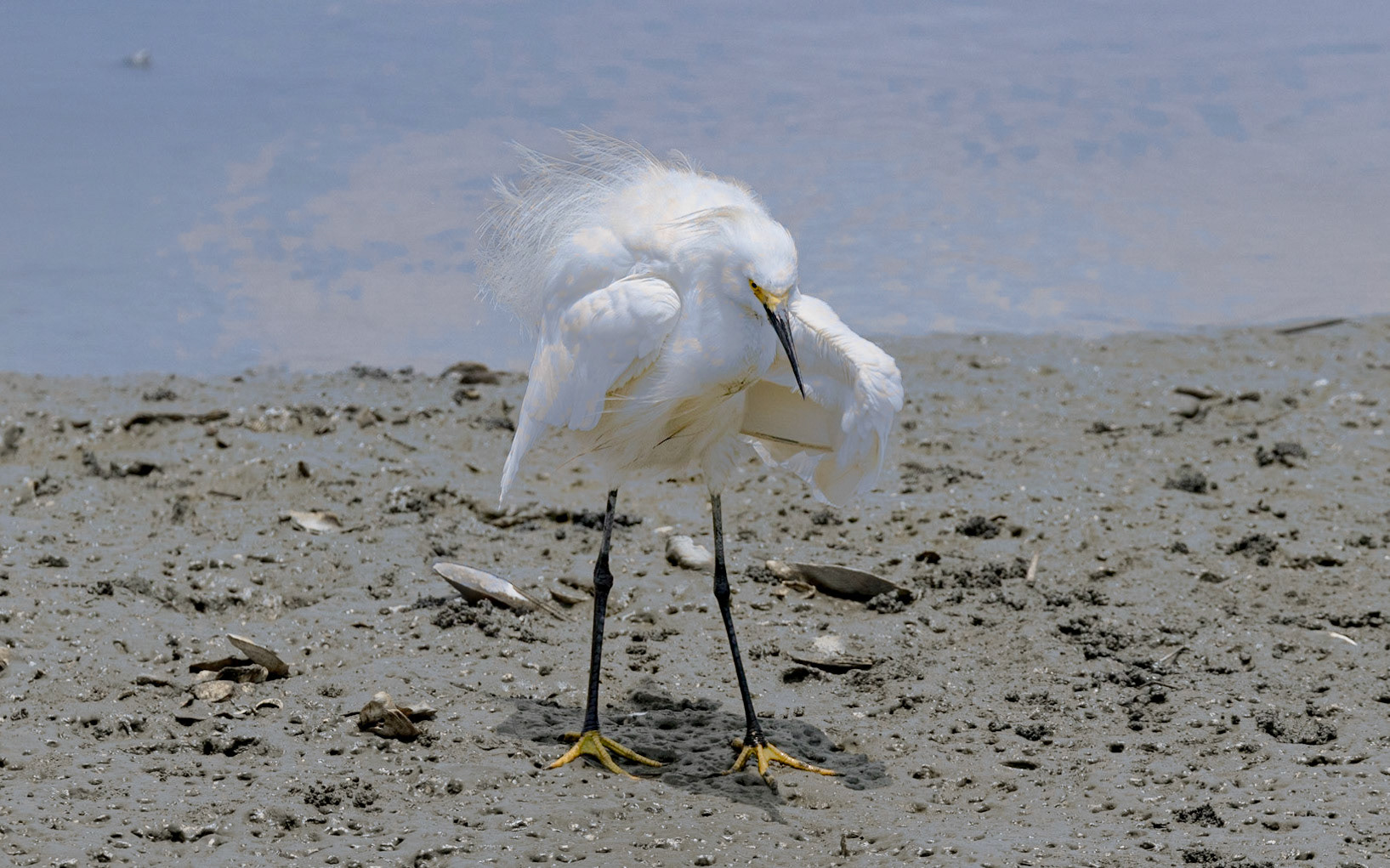 Snowy egret 20, Huntington Beach State Park, SC