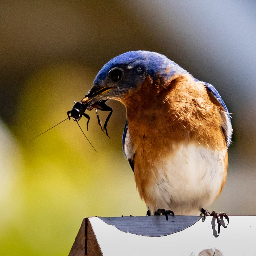 Male Eastern Bluebird 5, OIB