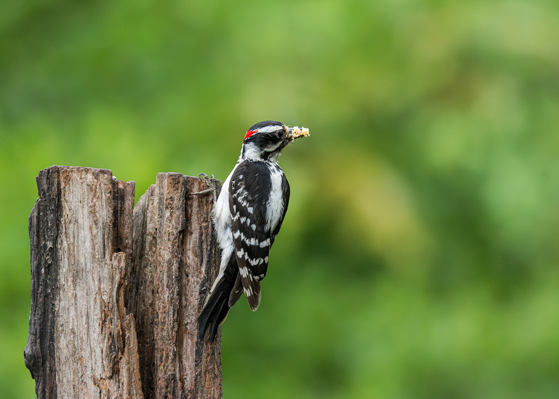 Downy woodpecker 12, The Nut House, Clemson, SC