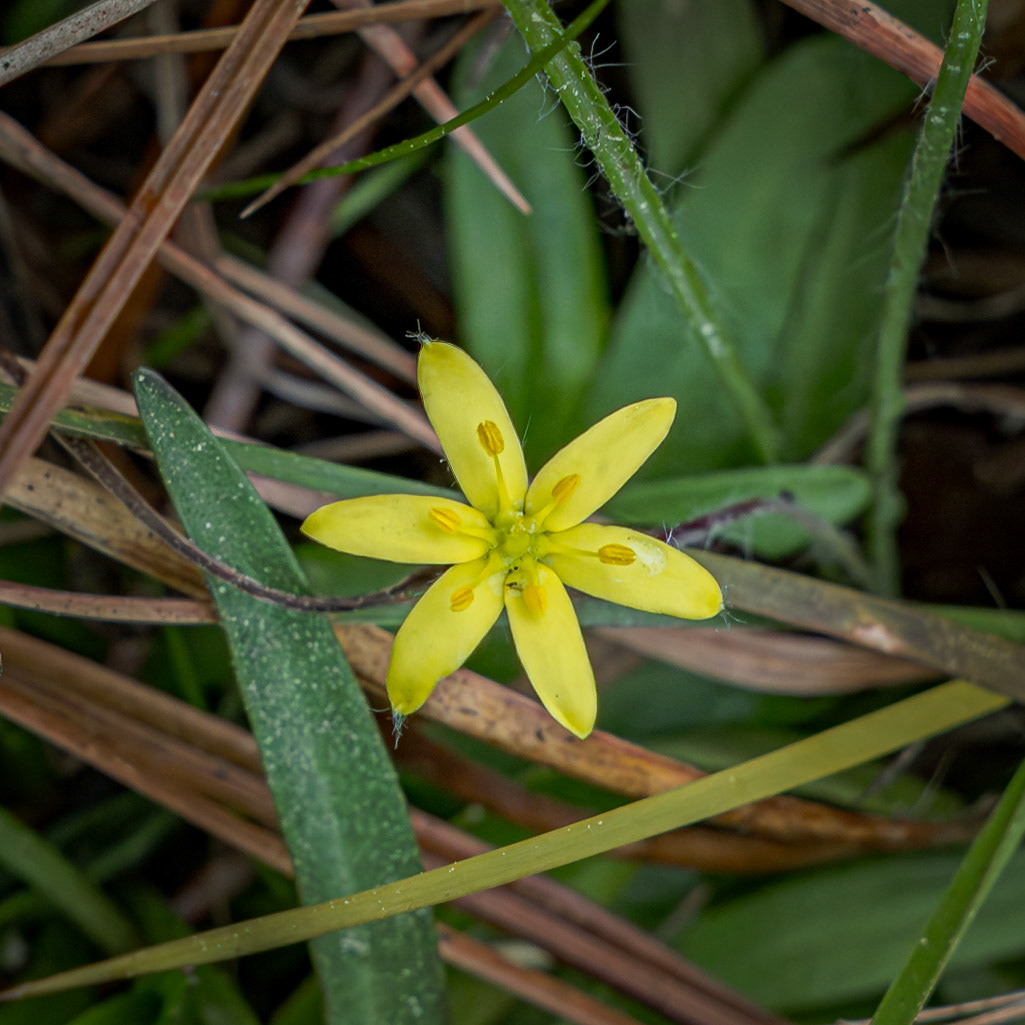 Eastern stargrass 1, Green Swamp Preserve