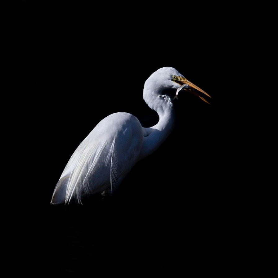 Low key great egret 14, Carl Bazemore bird platform, Sunset Beach, NC