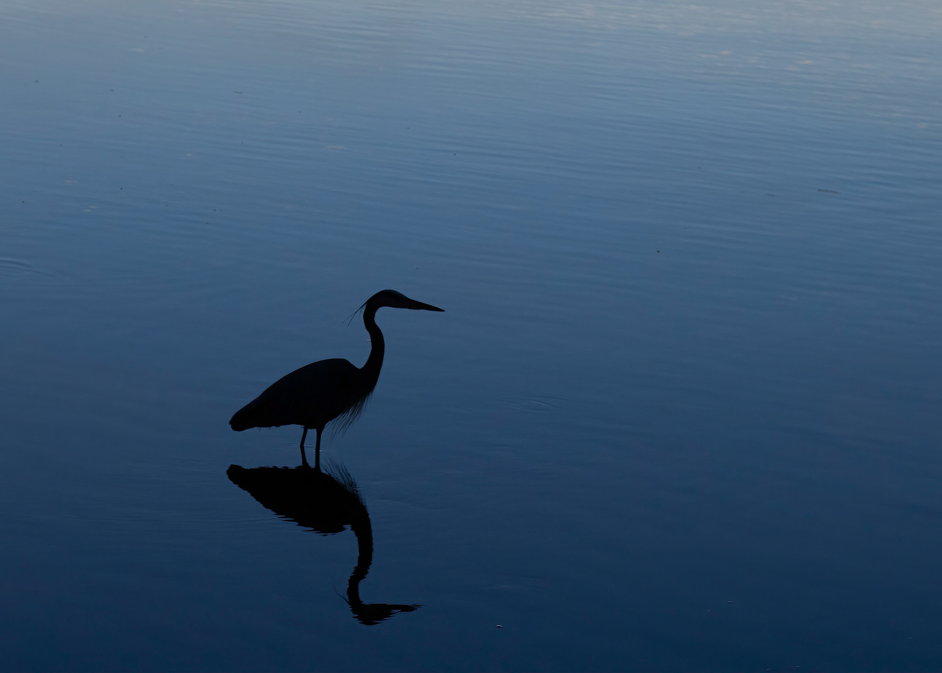 Sunset Heron 1, OIB Ferry Landing Park, Aspect ratio 4:5