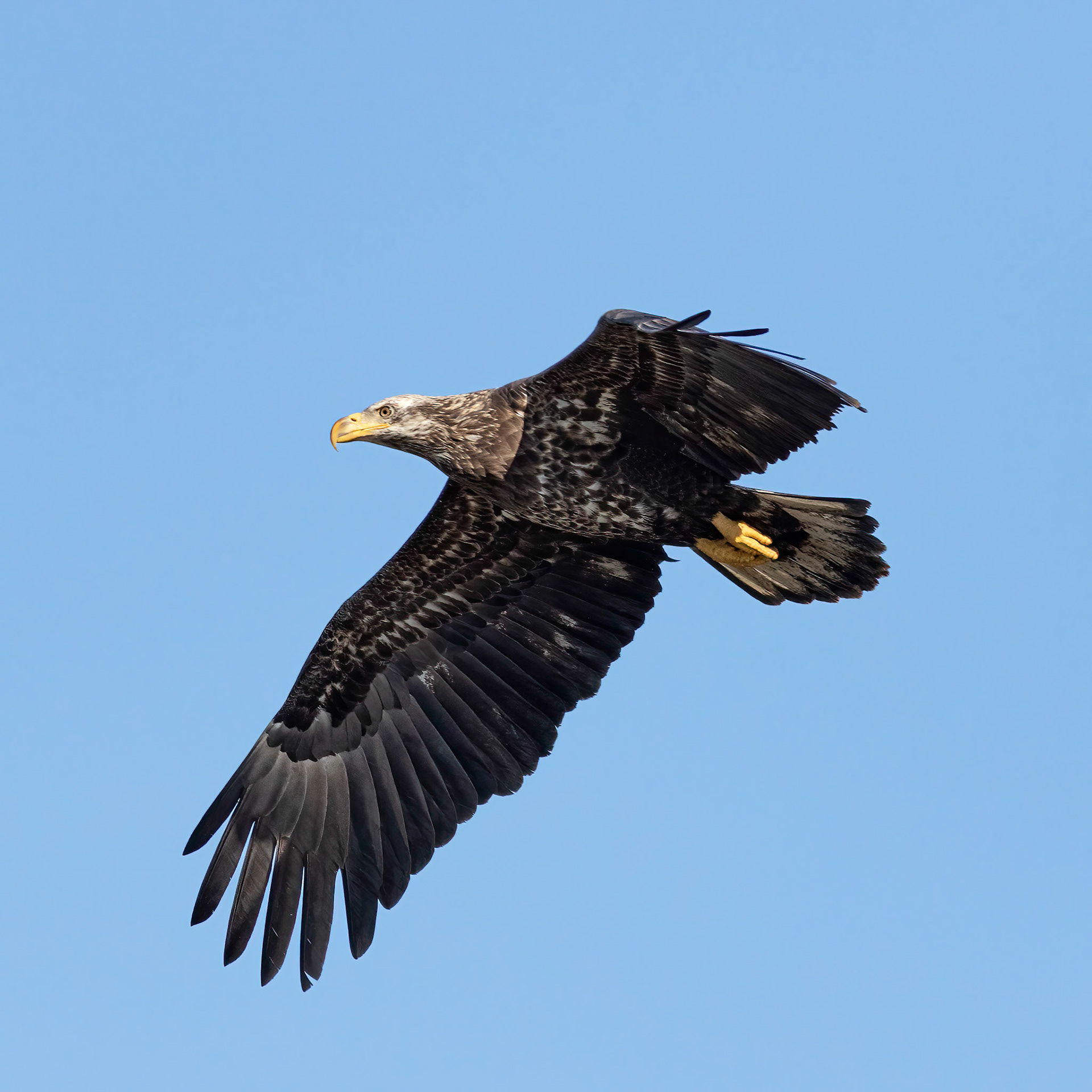 Bald eagle 6, Immature, Huntington Beach SC