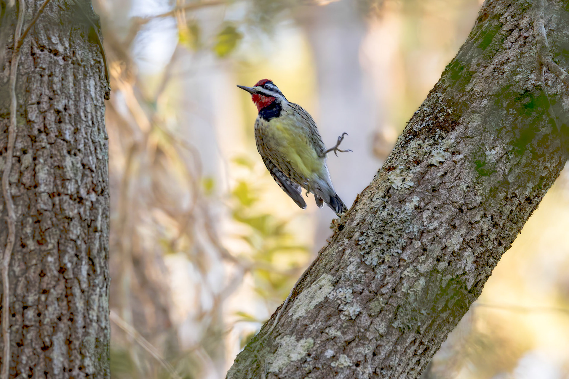 Yellow-bellied sap sucker 5, Huntington Beach State Park, SC