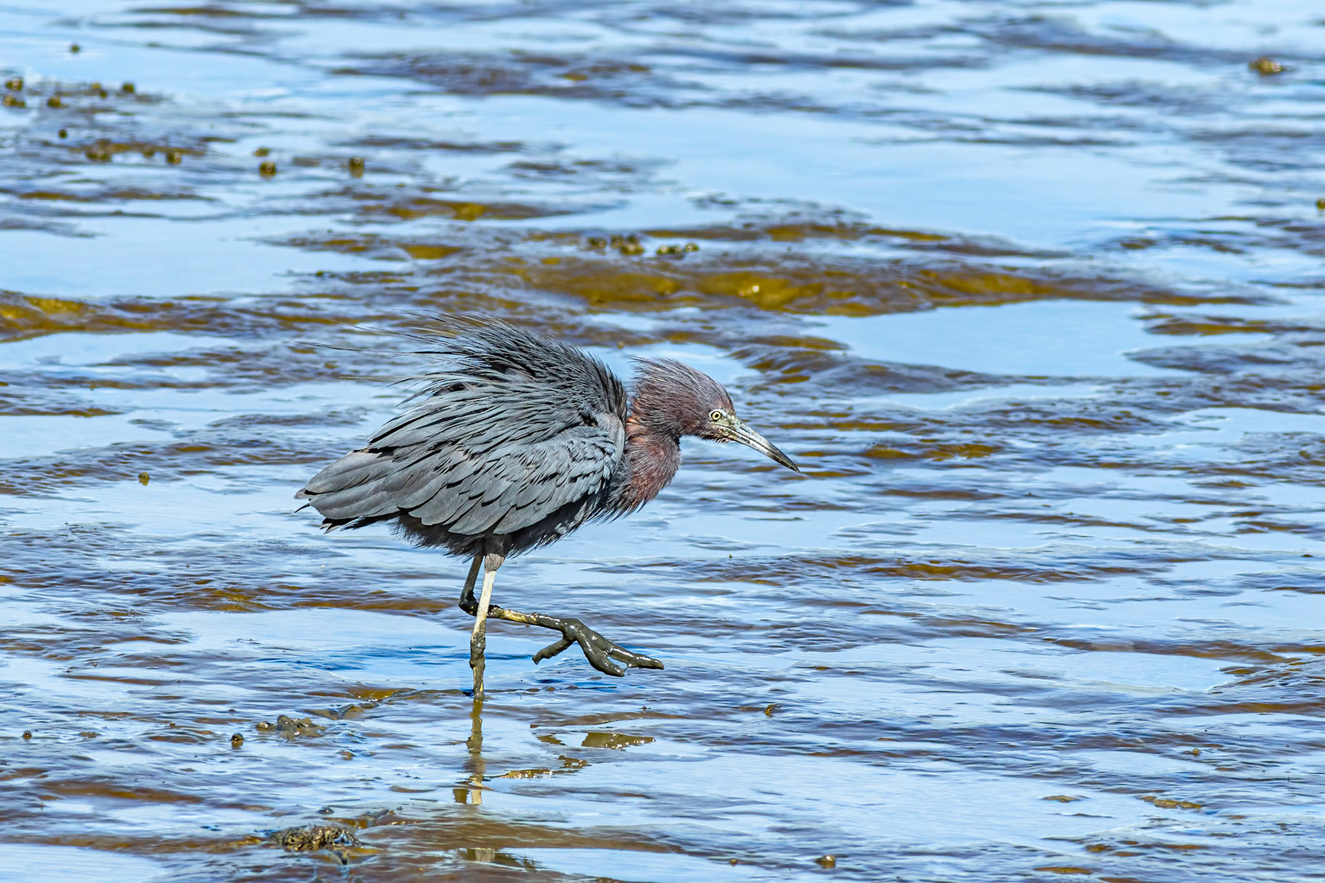 Little blue heron 10, Ferry Landing area
