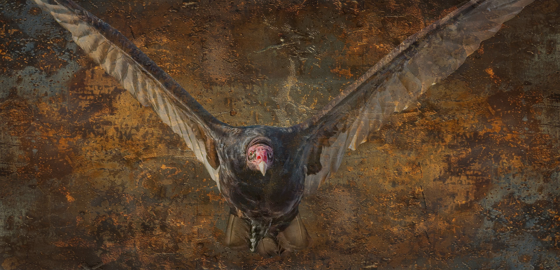 Turkey vulture 1, OIB, foot of bridge