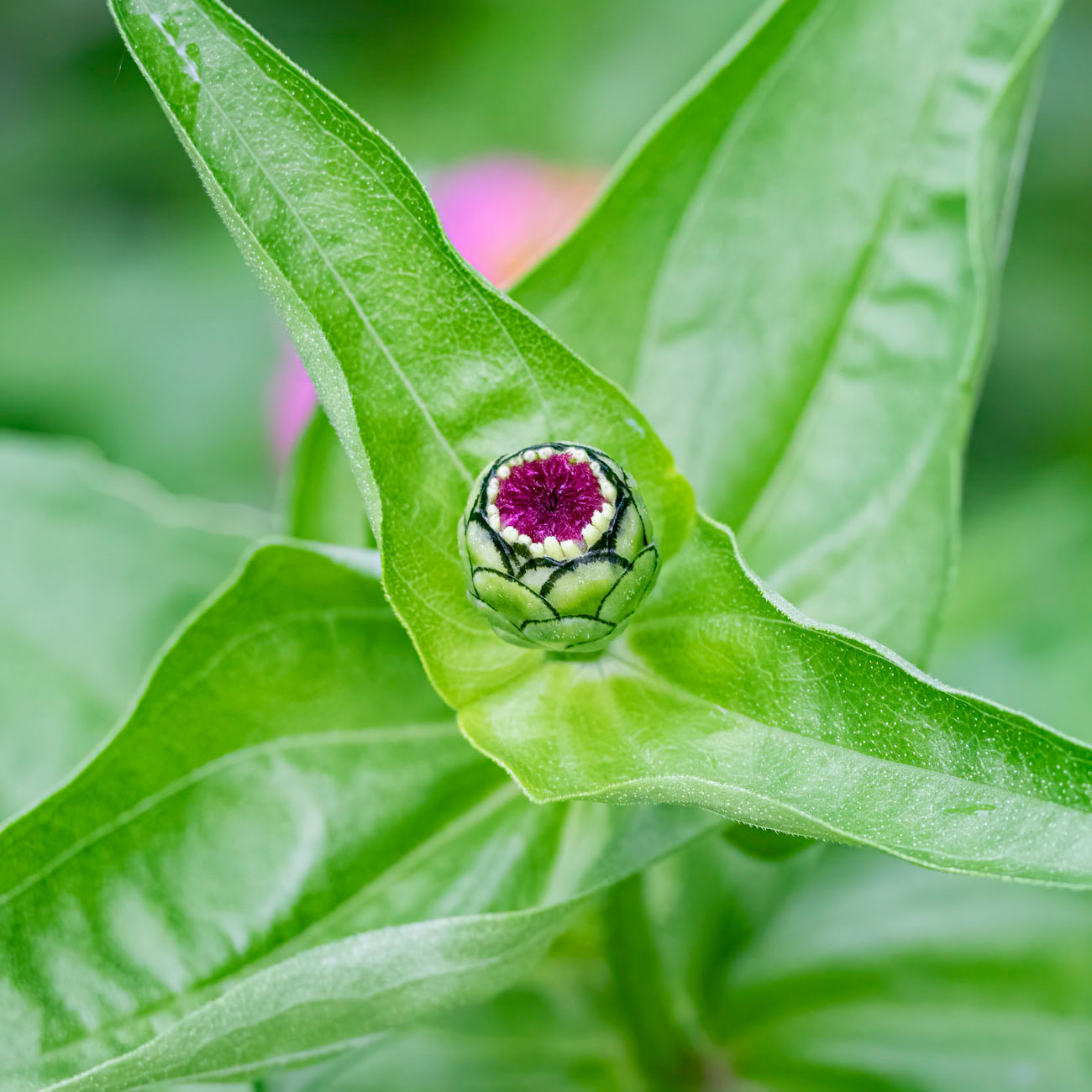 Zinnia 4, Brunswick County Botanical Gardens