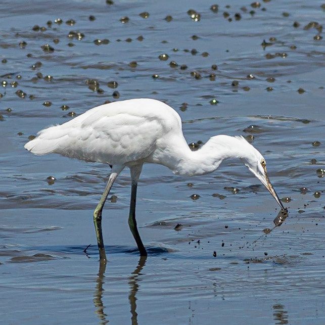 Snowy Egret Eating Shrimp 3