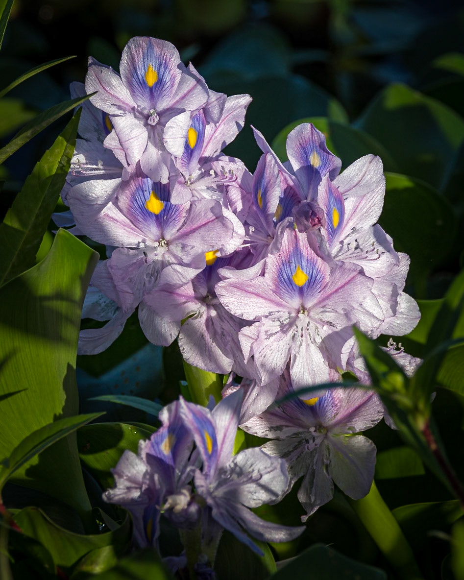 Water Hyacinth 2, Carl Bazemore Bird Walk, Sunset Beach