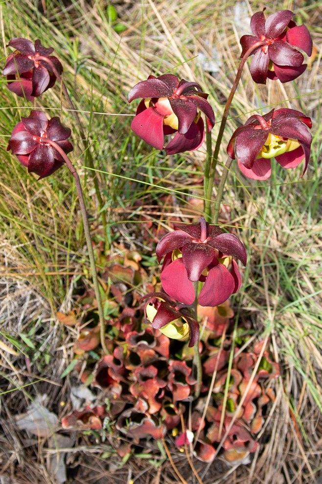 Southern Purple pitcher plant, Greenswamp Carnivorous 4