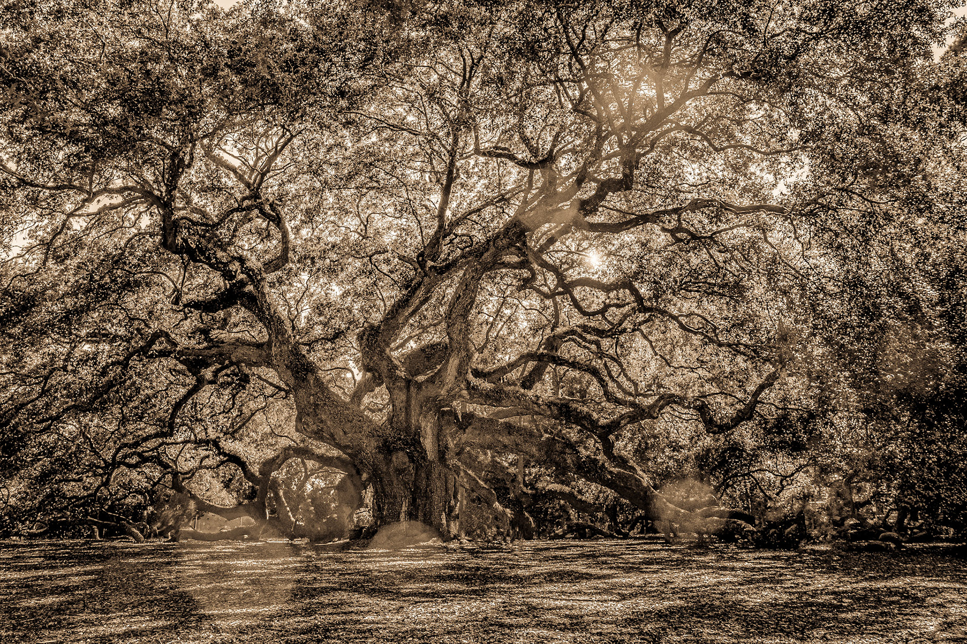 Angel Oak 1s oil paint, Charleston, SC, Charleston, SC