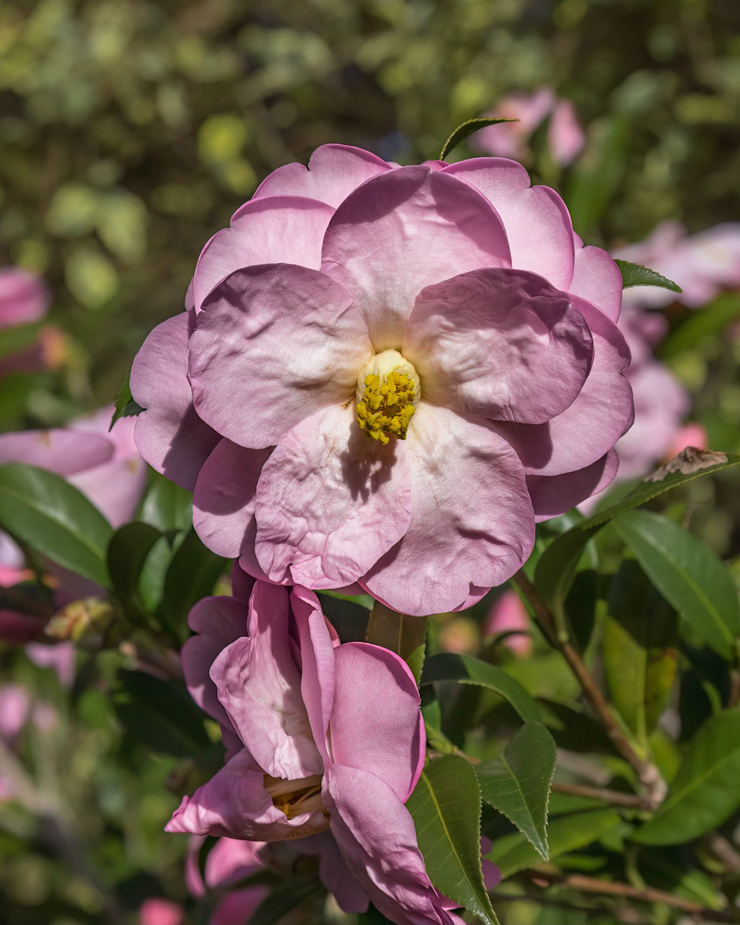 Camellia 8, New Hanover County Arboretum