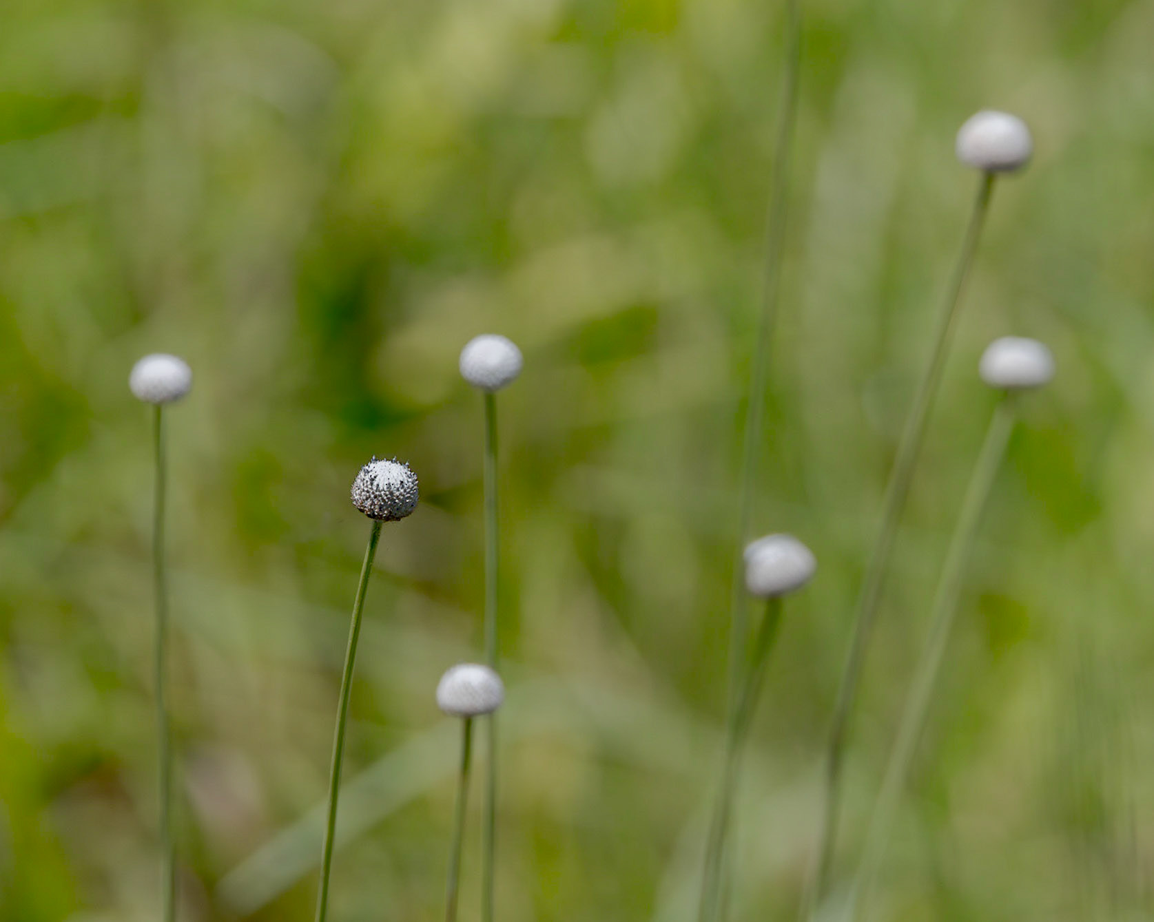Hat Pin aka Pipewort 2, Green Swamp Area