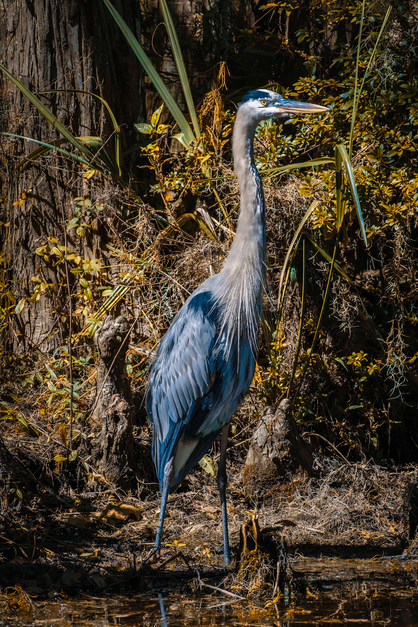 Great blue heron 48, Magnolia Plantation and Gardens, Charleston, SC