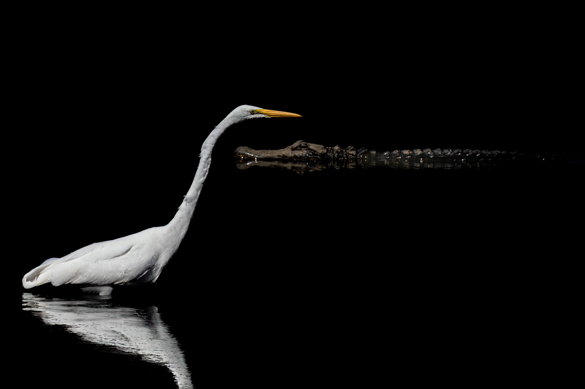 Great egret and gator, Huntington Beach SC