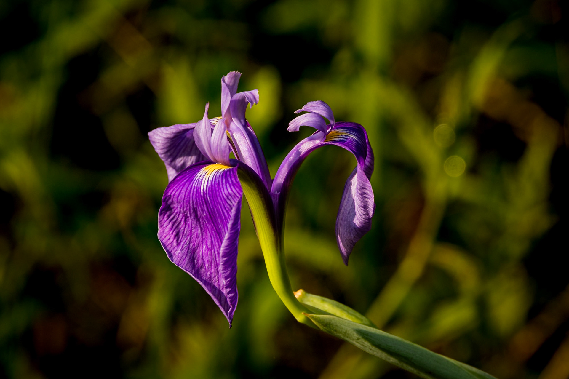 Bay blue flag Iris 4, Green Swamp Preserve