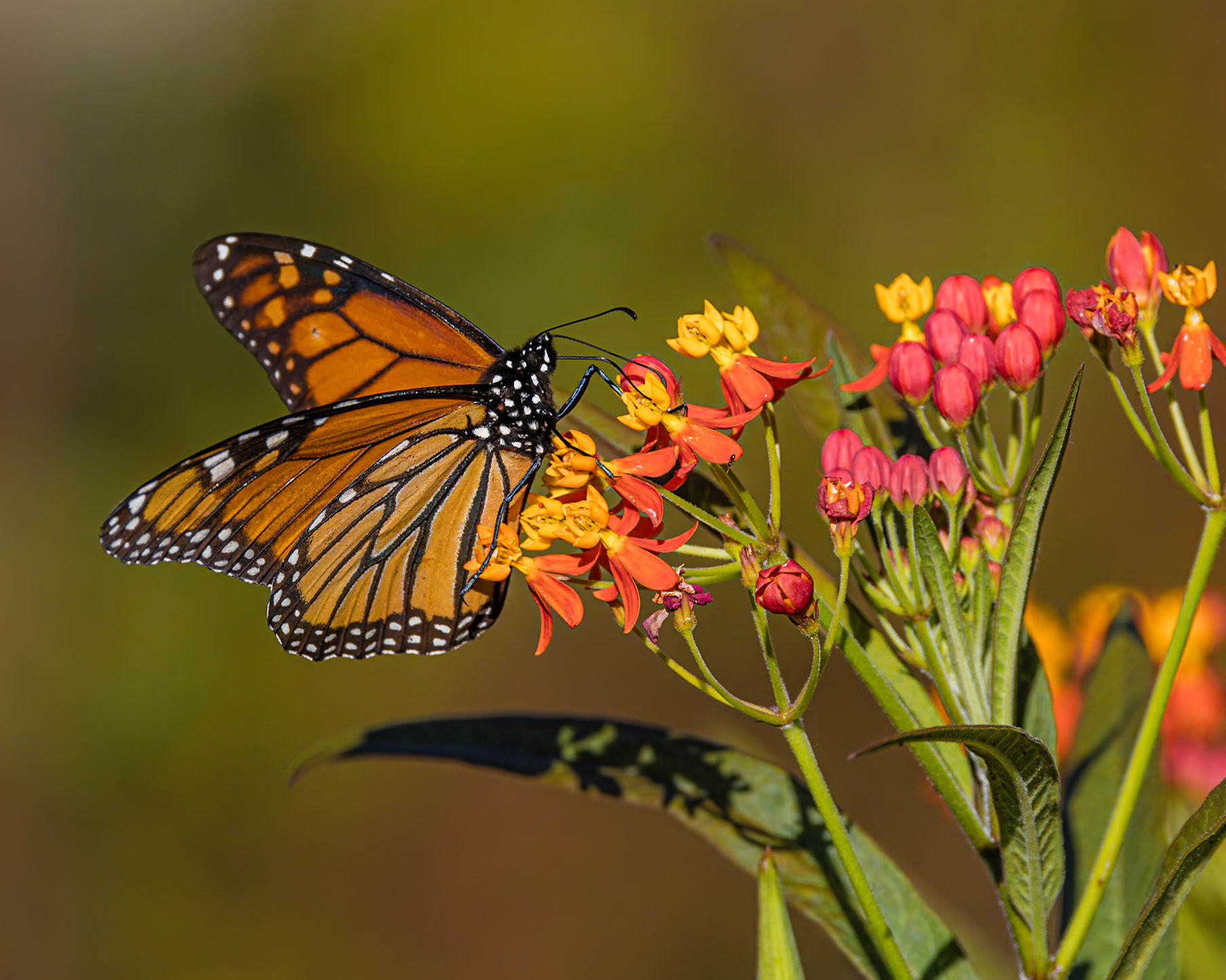 Monarch 30, New Hanover County Arboretum