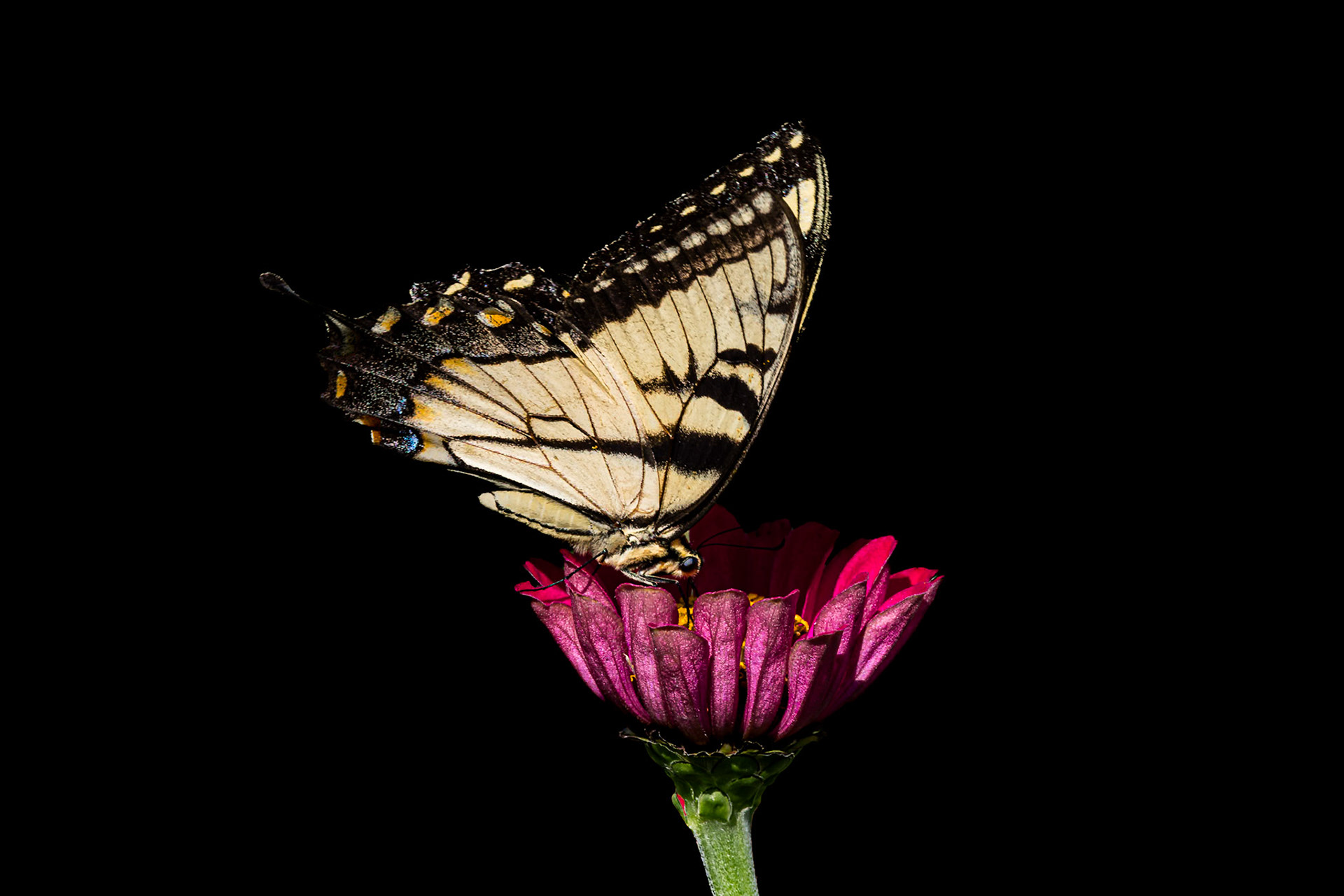 Eastern tiger swallowtail 9, Private home in Calabash, NC