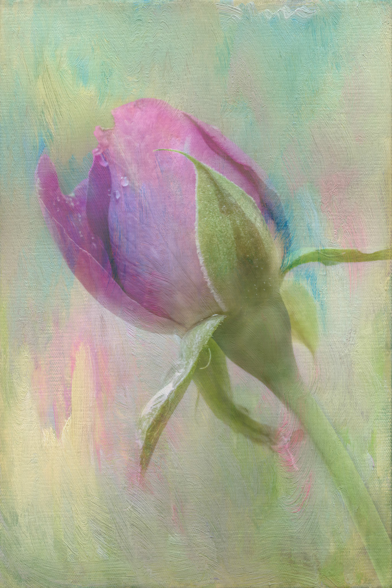Rose bud 3, Brunswick County Botanical Gardens
