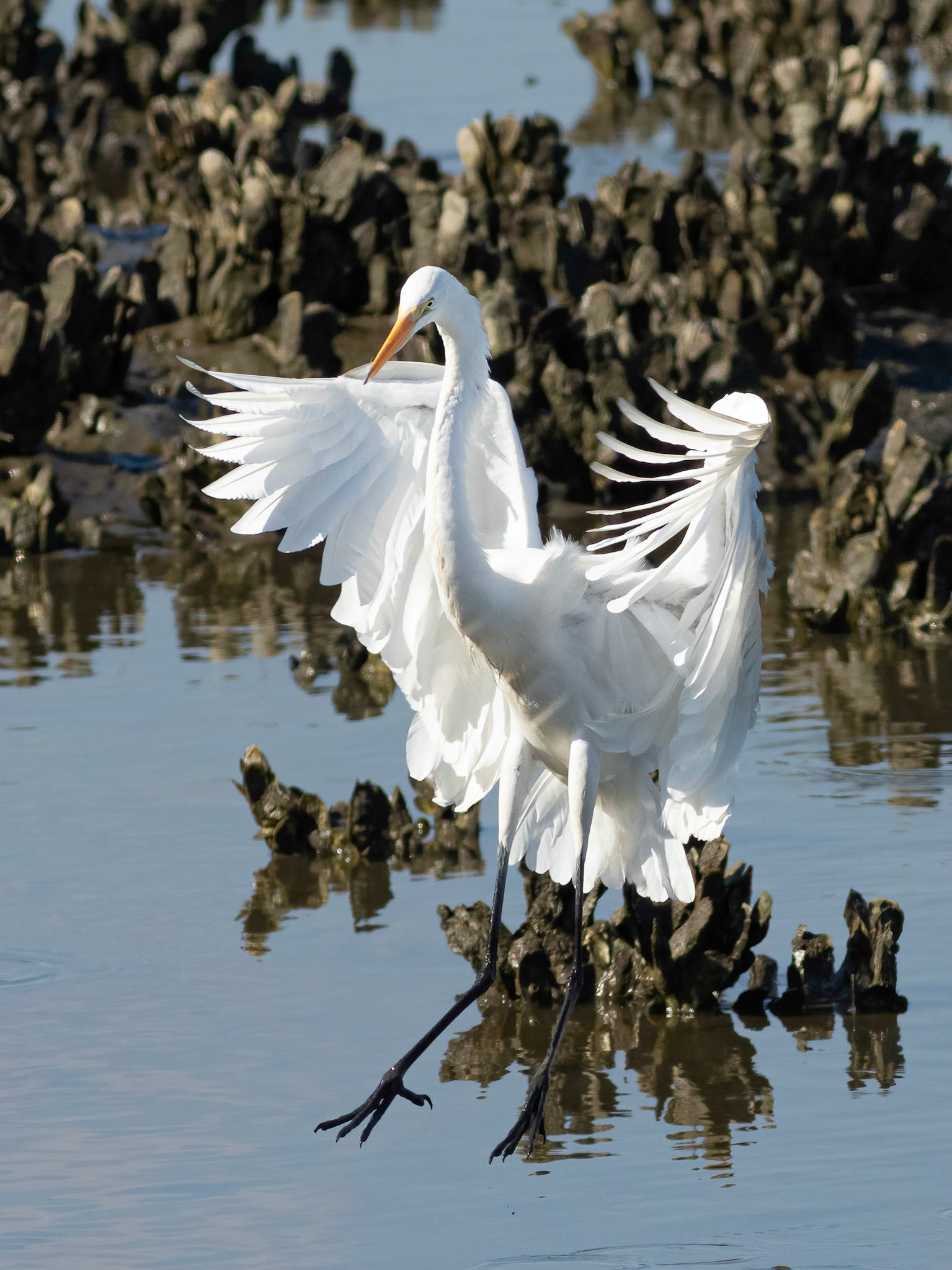 Great Egret 23, OIB, Gazebo behind chapel