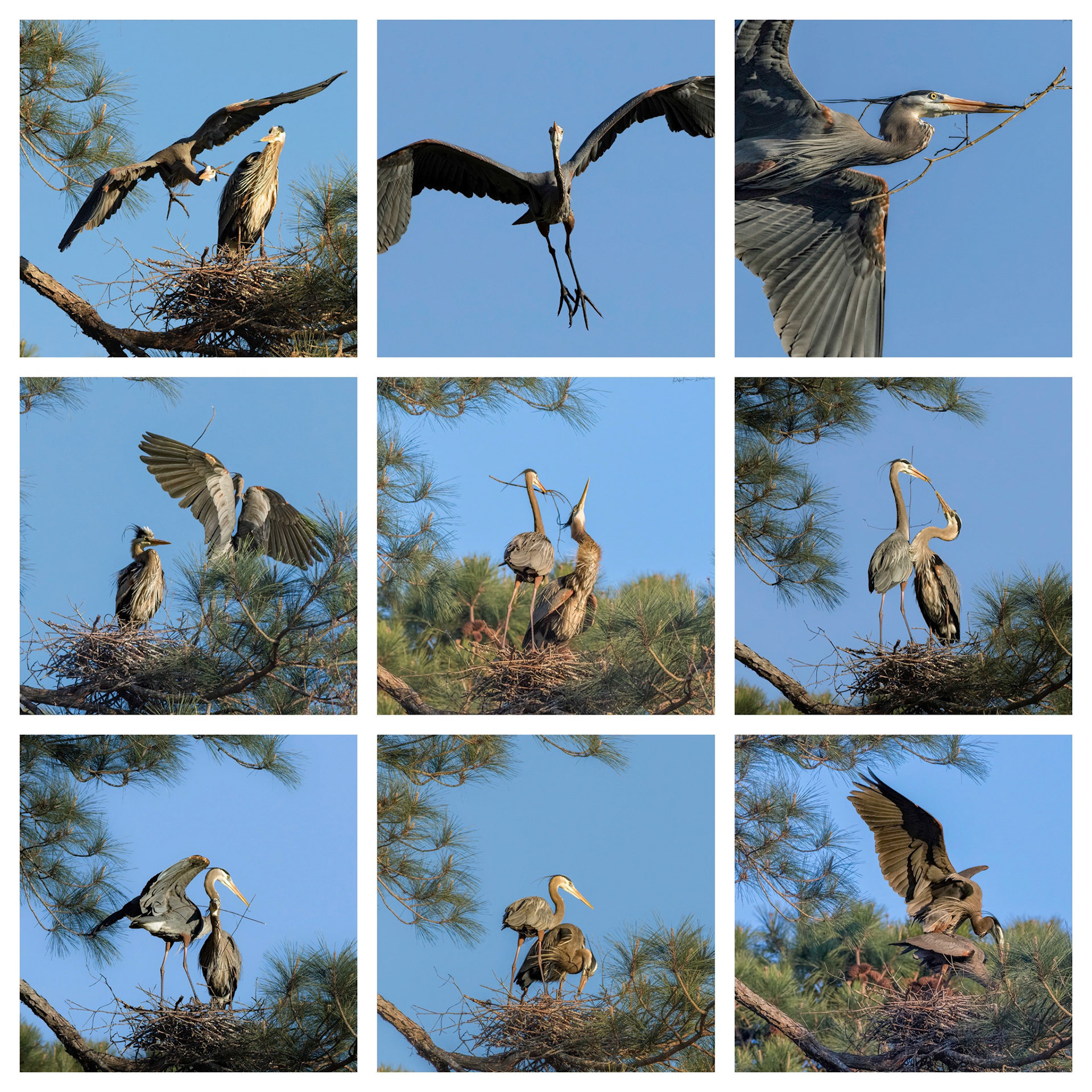 Rookery 29, Mating Collage, Sea Trail