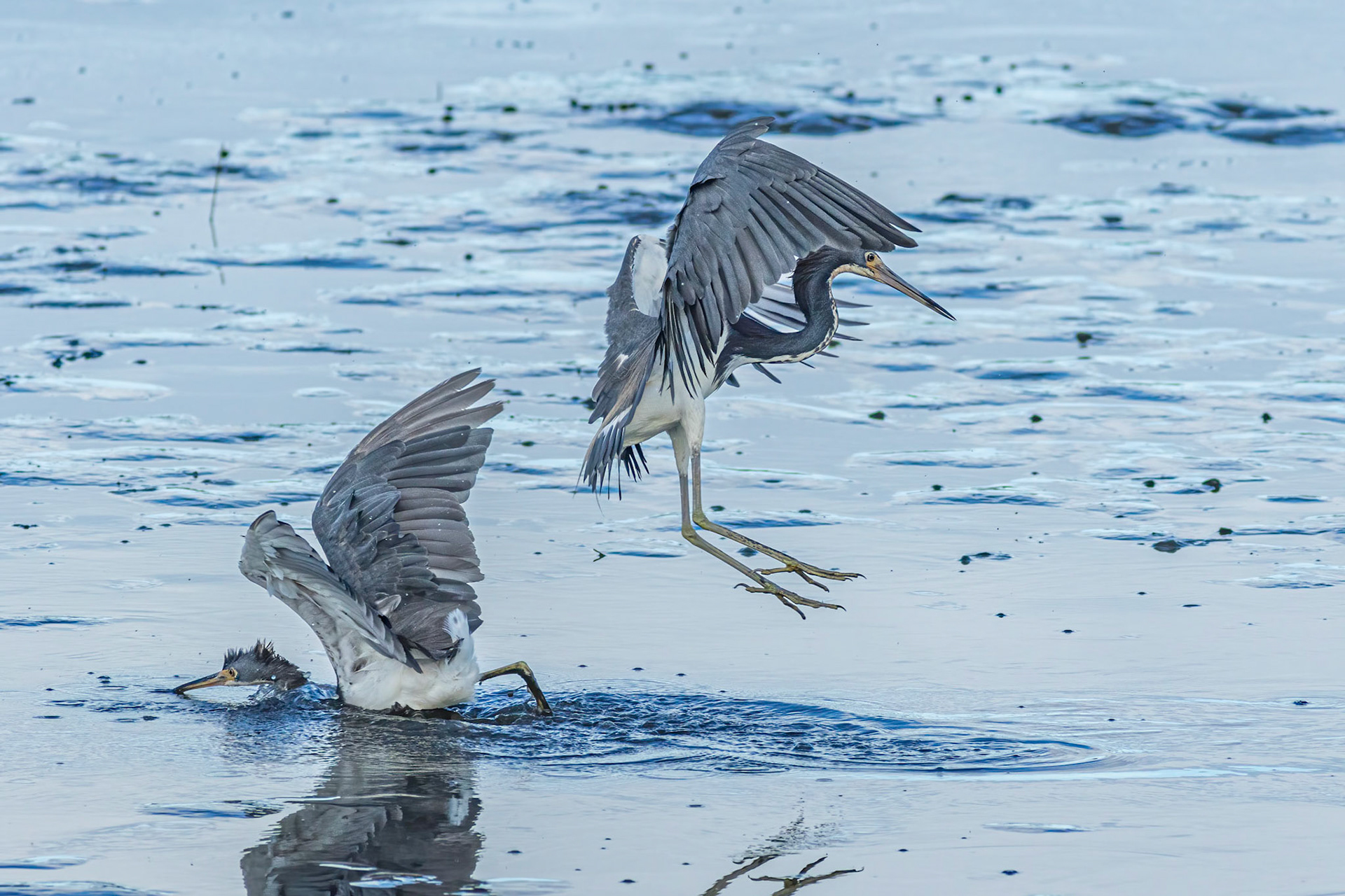 Tricolor heron crash landing 3, OIB gazebo behind chapel