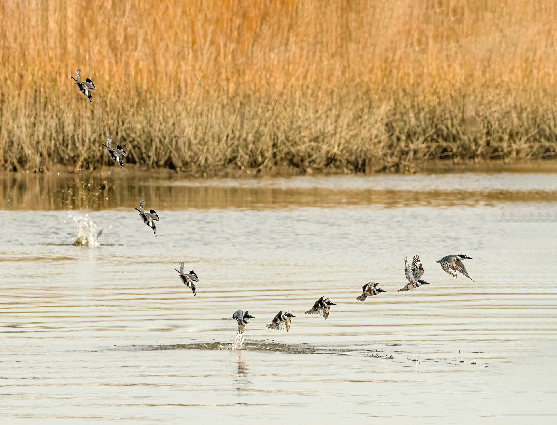Kingfisher diving 1, OIB Ferry Landing Park area