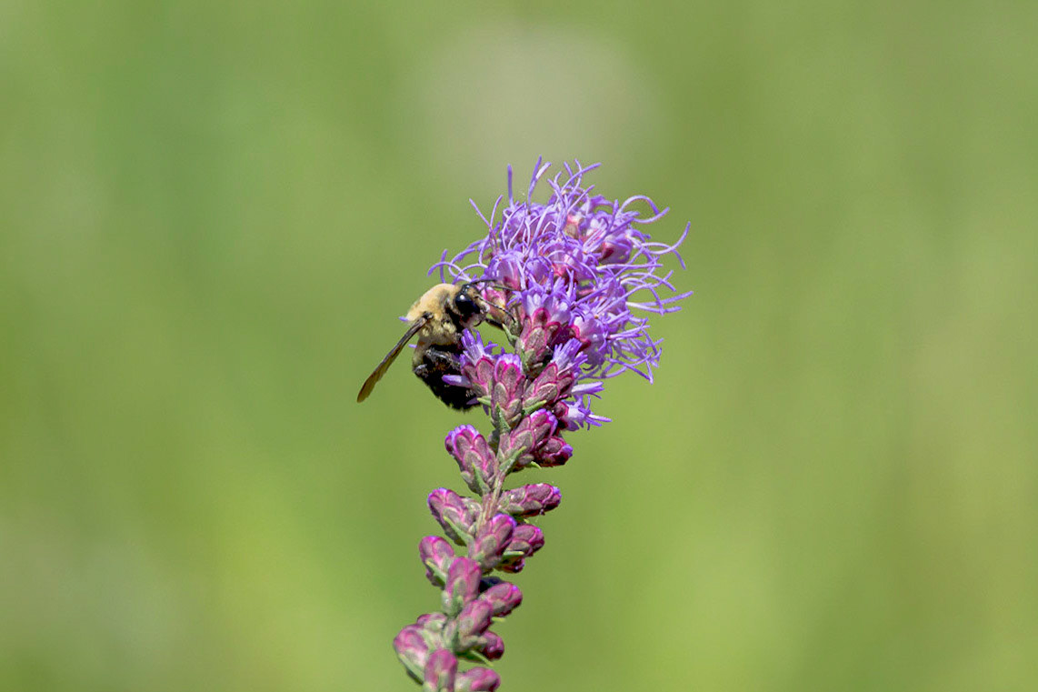 Bee on dense blazing star 3, Green swamp area