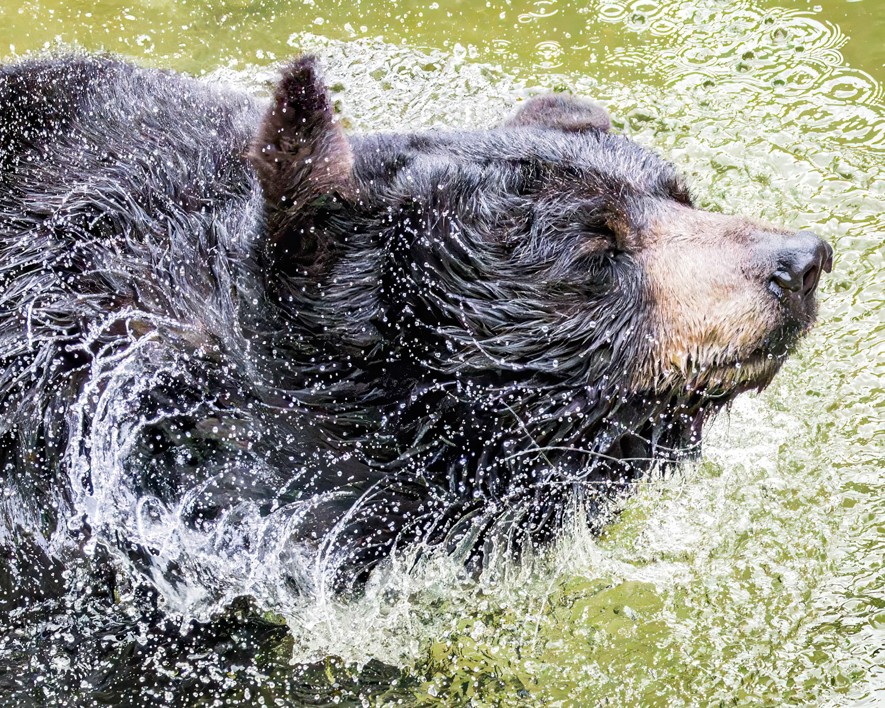 Black bear 15, Grandfather Mountain, NC