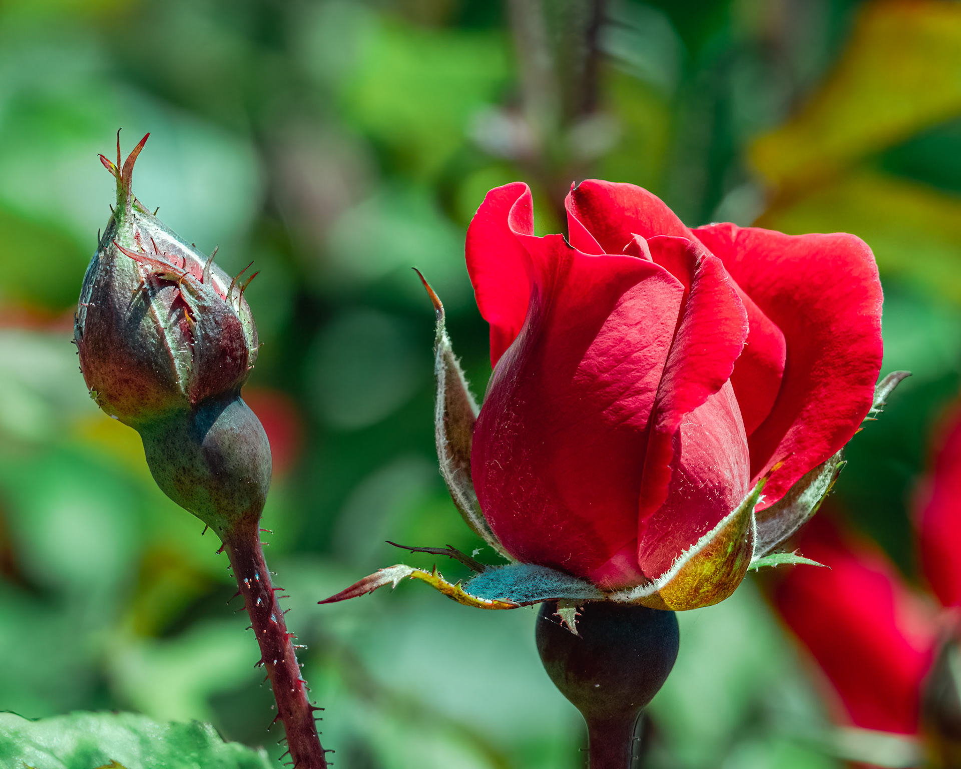Rose, OIB, Foot of bridge