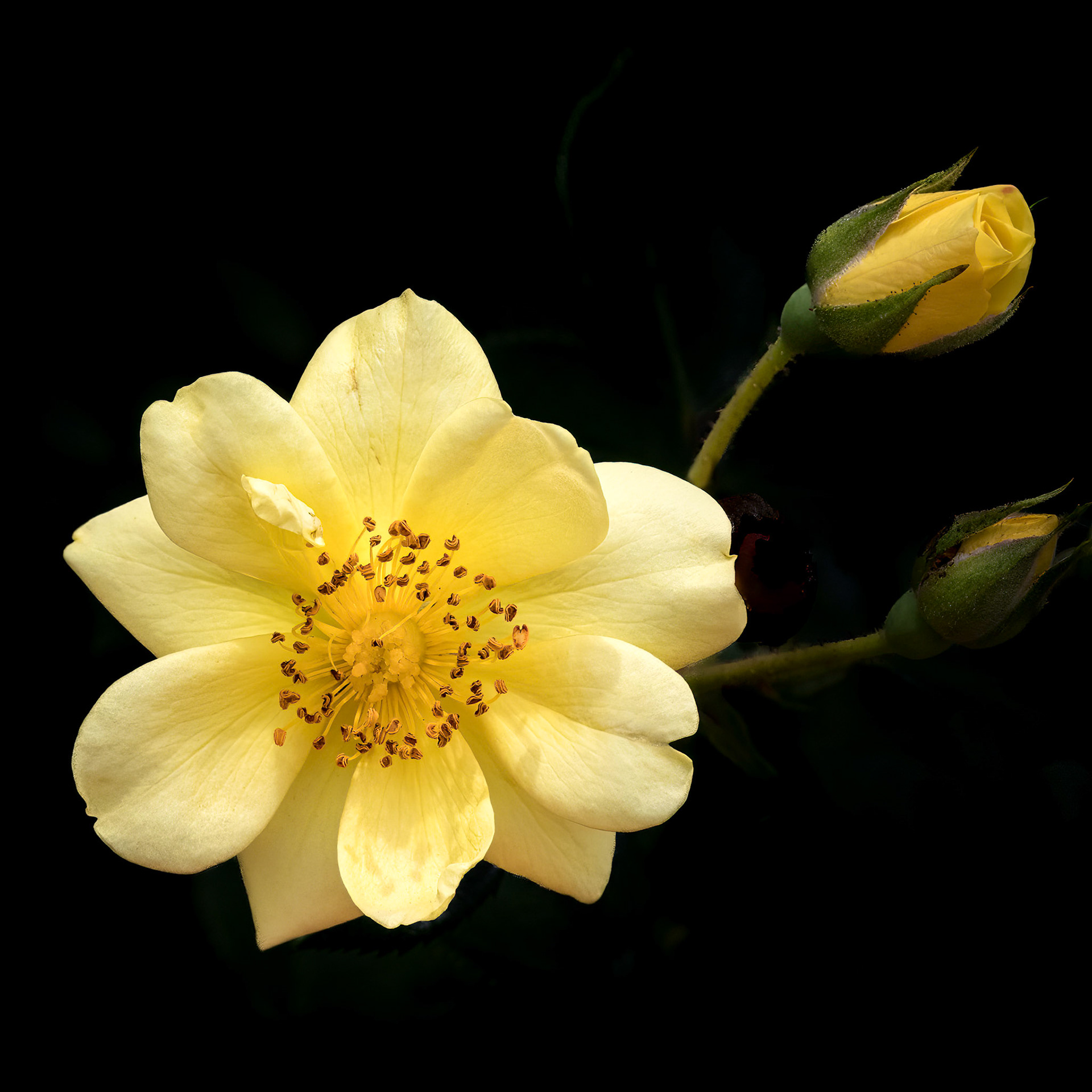 Tea Rose 2, Brunswick County Botanical Gardens
