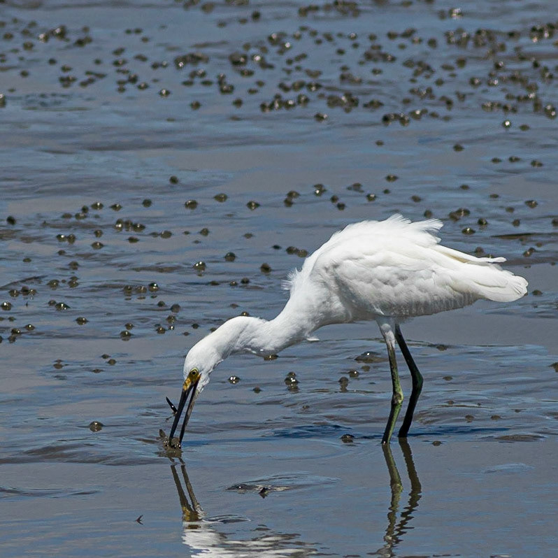Snowy Egret Eating Shrimp 10