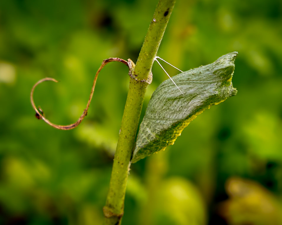 Black swallowtail chrysalis 1, Private home in Calabash, NC