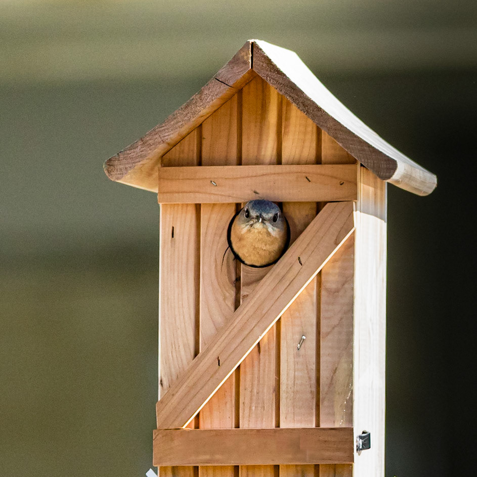 Female Eastern Bluebird 2, OIB