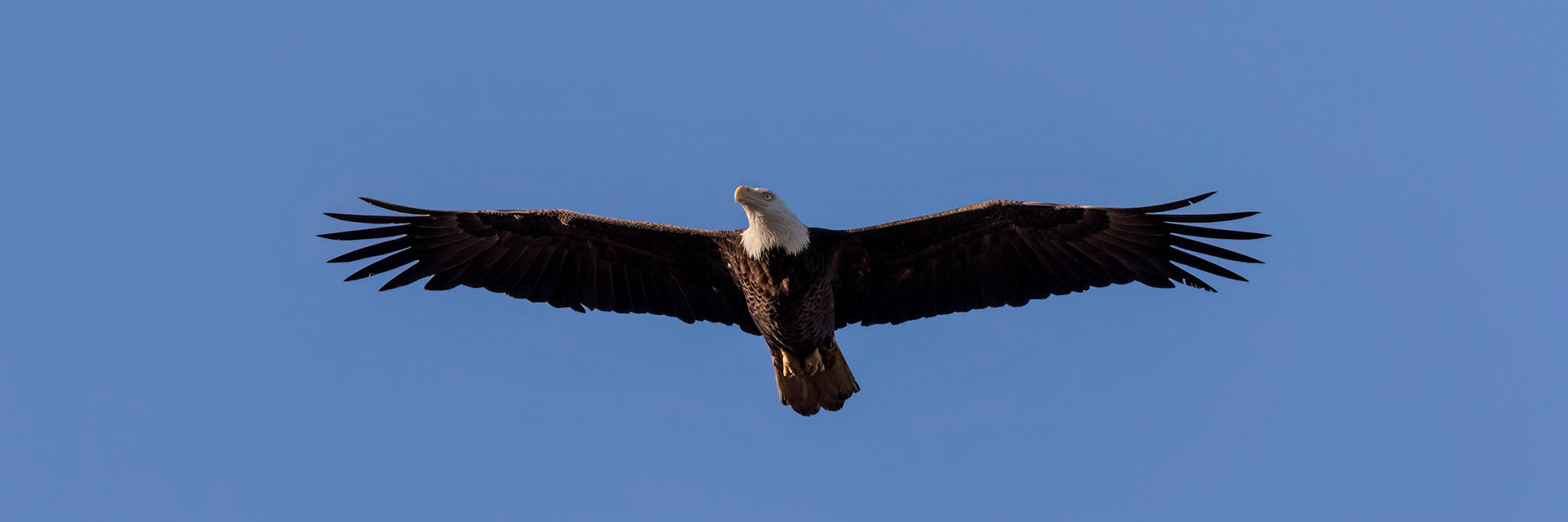 Bald Eagle 45, Sea Trail, Sunset Beach