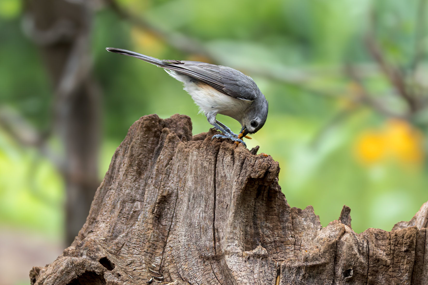 Tufted titmouse 1, The Nut House, Clemson, SC