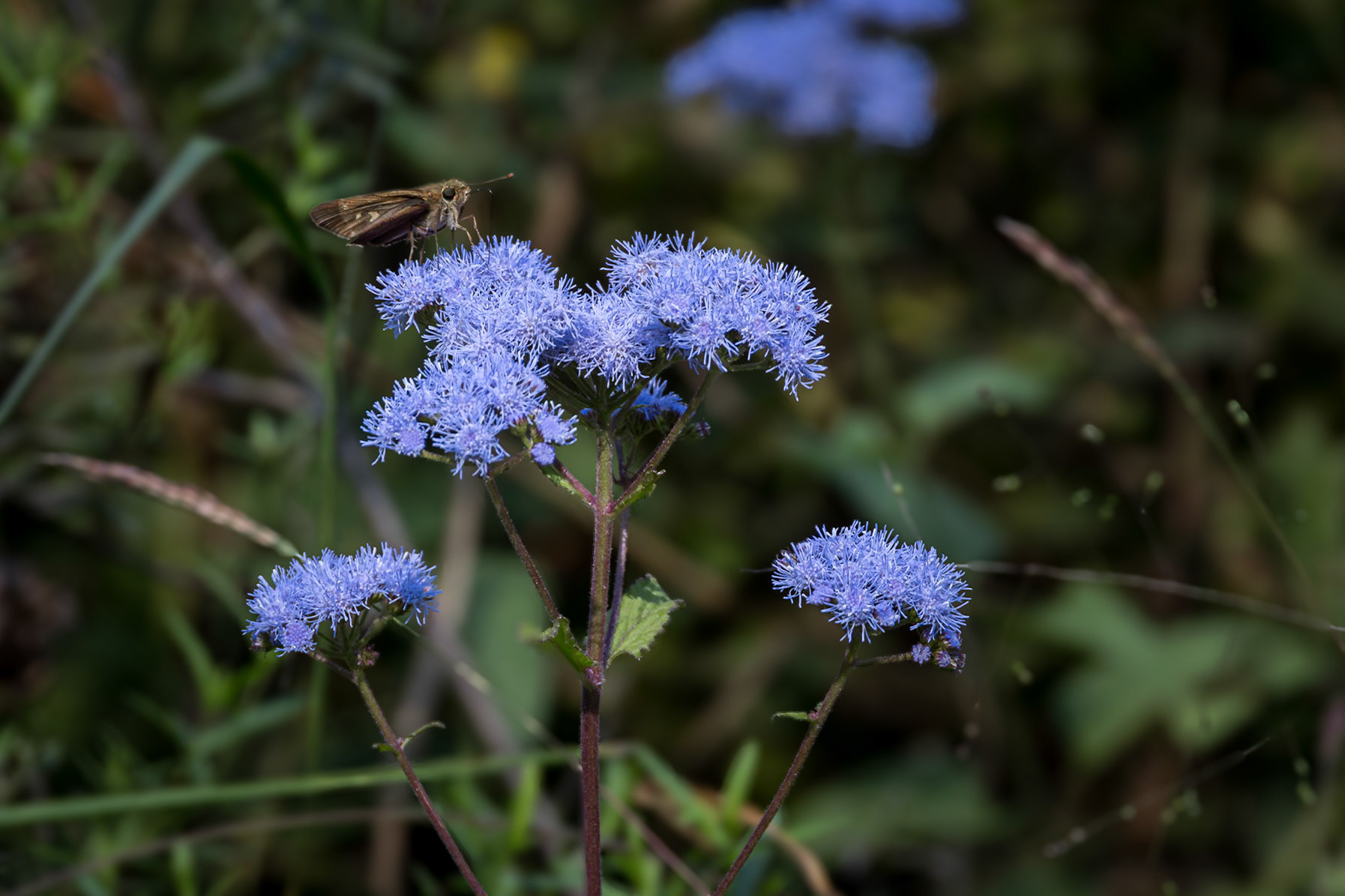 Blue mistflower 1, Greater Green Swamp Area