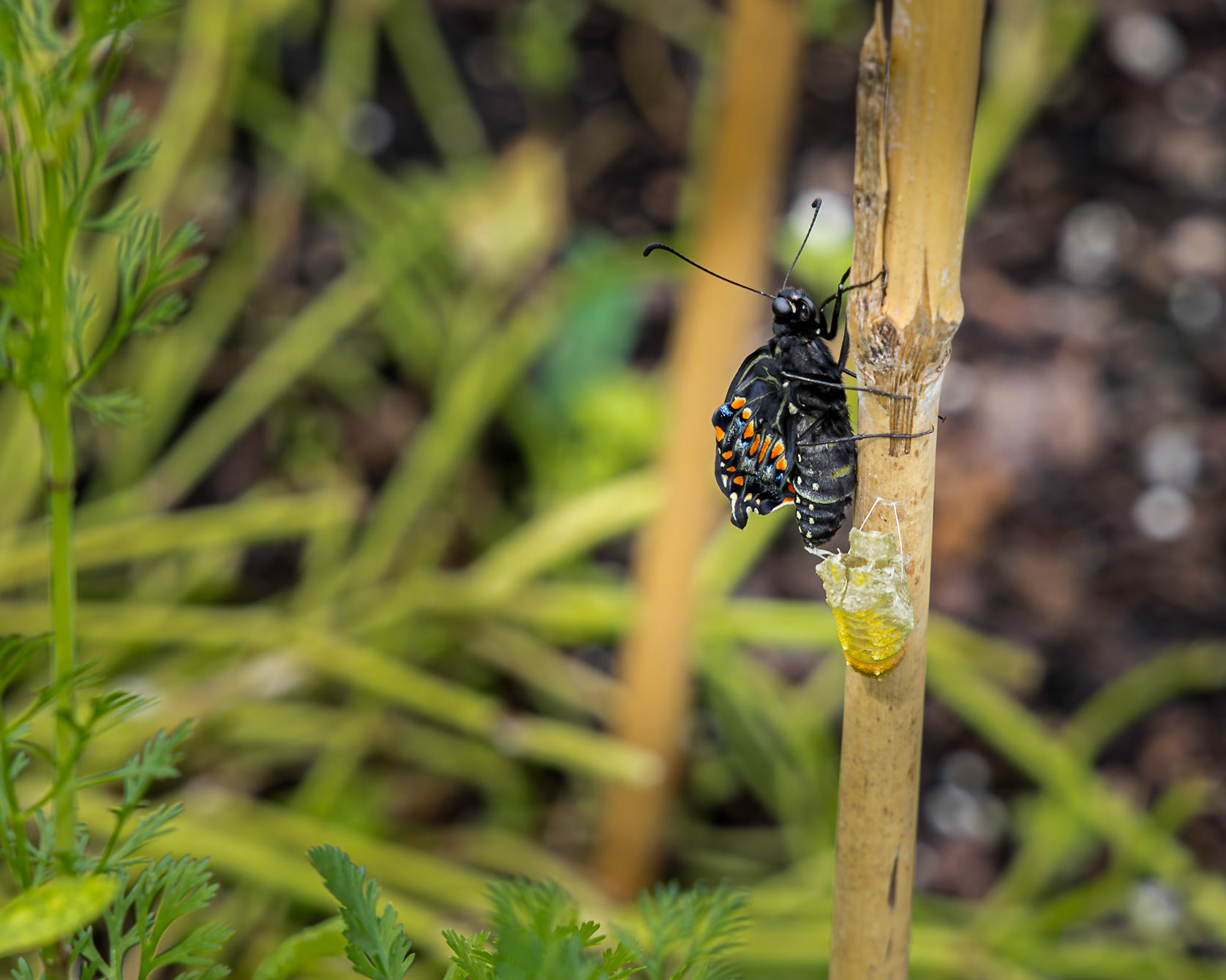 Black swallowtail hatching 2, Private home in Calabash, NC