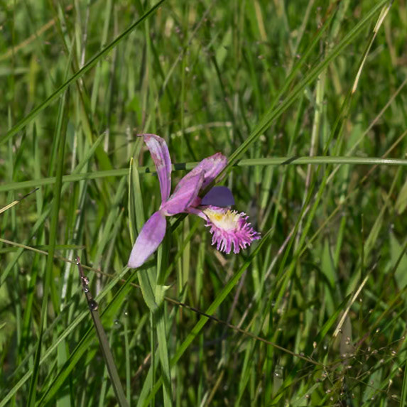 Rose pogonia orchid 1, Green Swamp Preserve