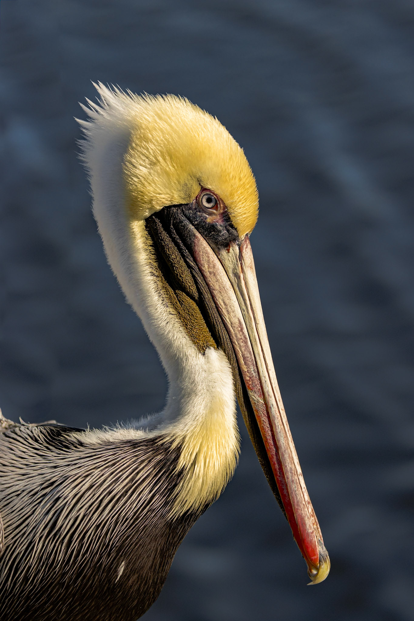 Brown pelican 79, Calabash docks