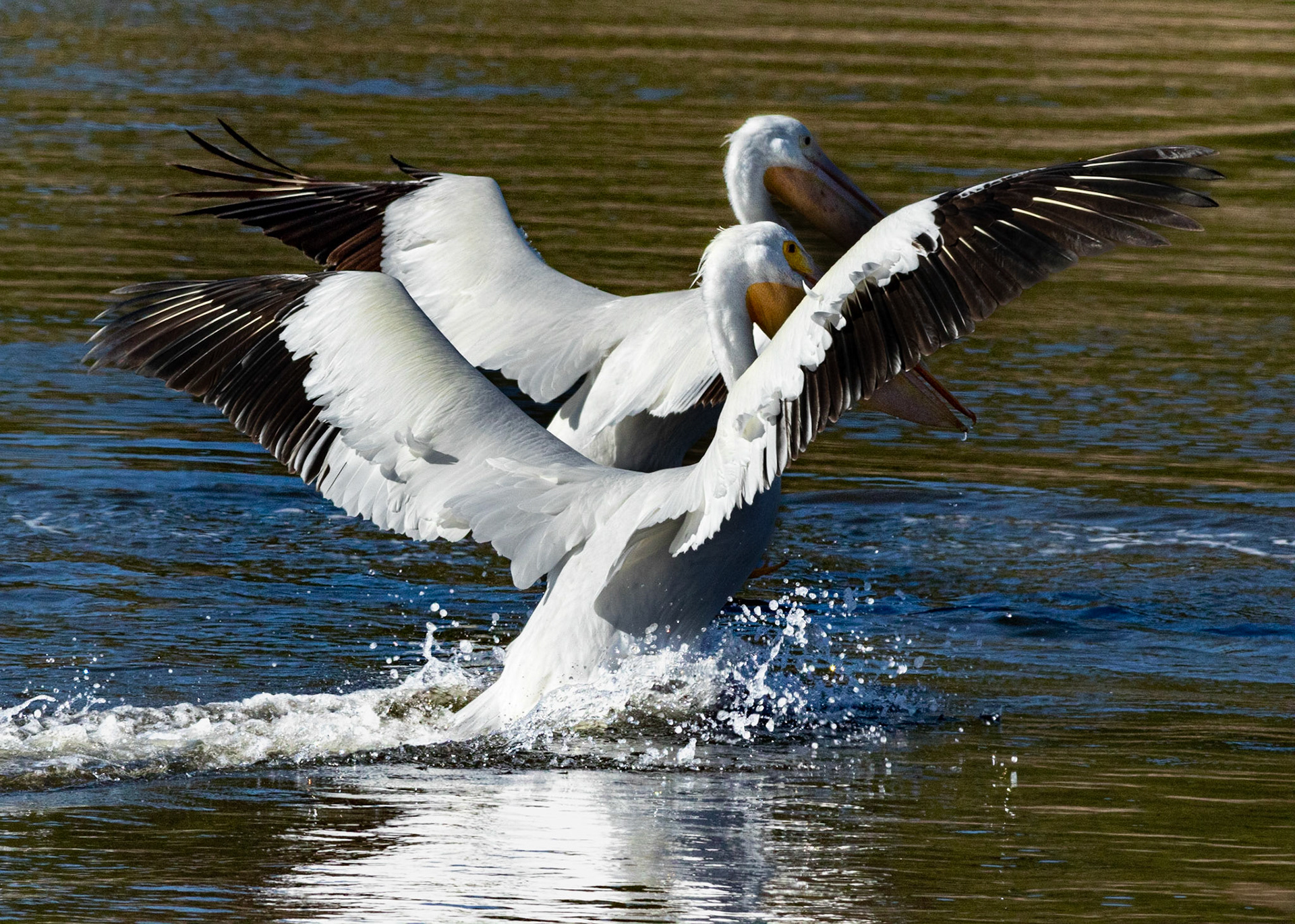 White pelicans 17, Huntington Beach SP, SC