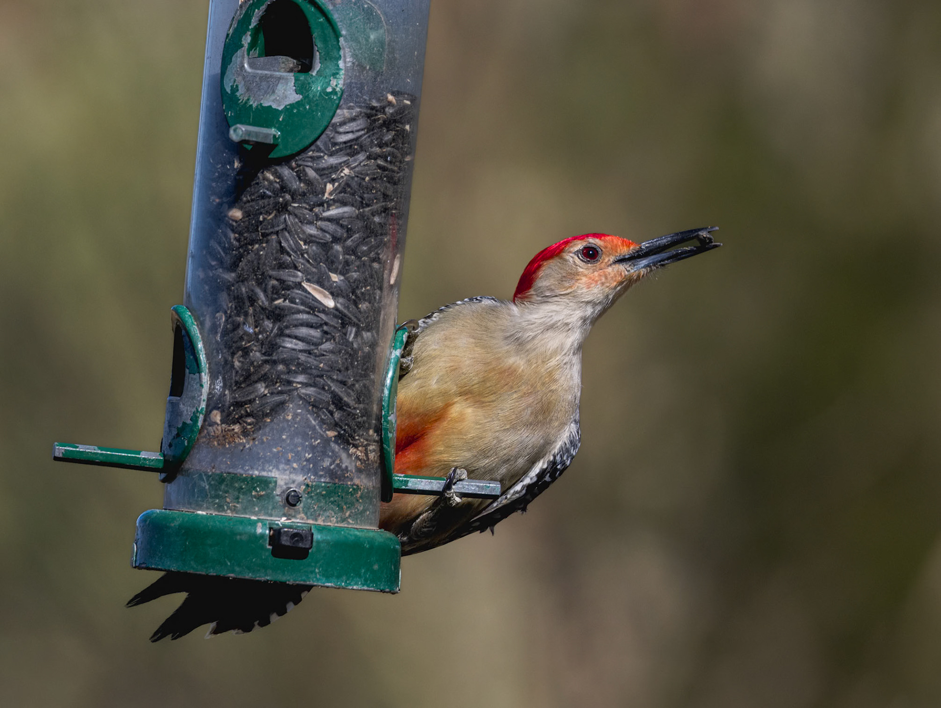 Red bellied woodpecker 6, Huntington Beach State Park, SC