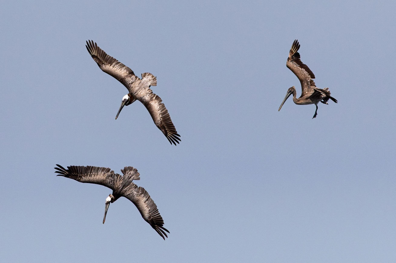 Pelicans Diving 6, OIB
